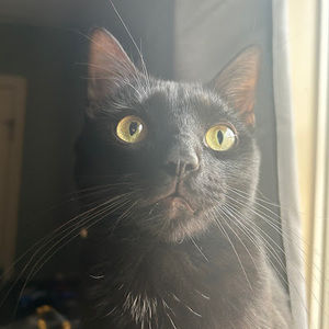 Meet your Posher, Alex